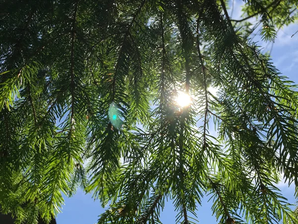 Çiçekler ve bitkilerin arasında, doğada sıcak bir yaz. Temiz hava. Yaban arıları ve arılar. Güneş ve mavi bulutsuz gökyüzü