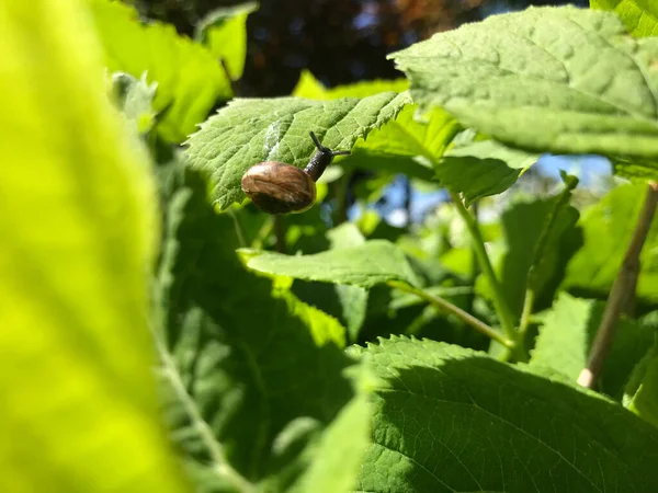 Kapalı Yeşil bitkiler güneşli bir günde 