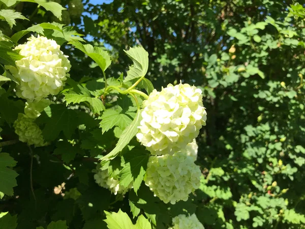 Kapalı Yeşil bitkiler güneşli bir günde 