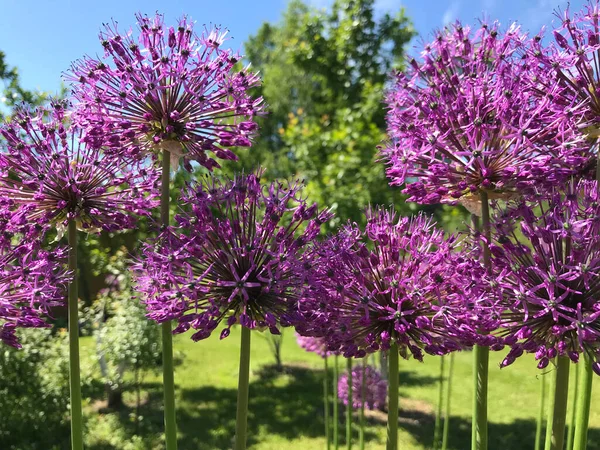 Çiçekler ve bitkilerin arasında, doğada sıcak bir yaz. Temiz hava. Yaban arıları ve arılar. Güneş ve mavi bulutsuz gökyüzü