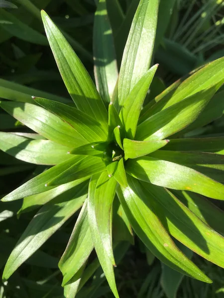 Çiçekler ve bitkilerin arasında, doğada sıcak bir yaz. Temiz hava. Yaban arıları ve arılar. Güneş ve mavi bulutsuz gökyüzü
