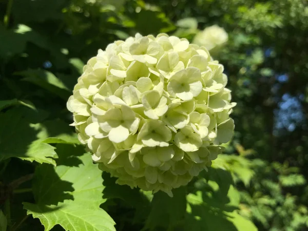 Kapalı Yeşil bitkiler güneşli bir günde 