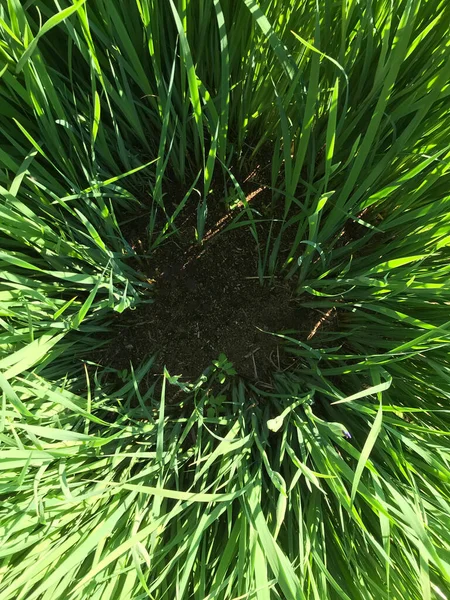 Kapalı Yeşil bitkiler güneşli bir günde 