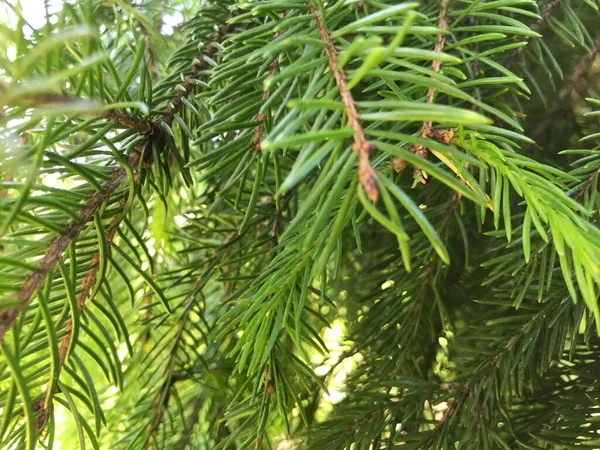 Kapalı Yeşil bitkiler güneşli bir günde 