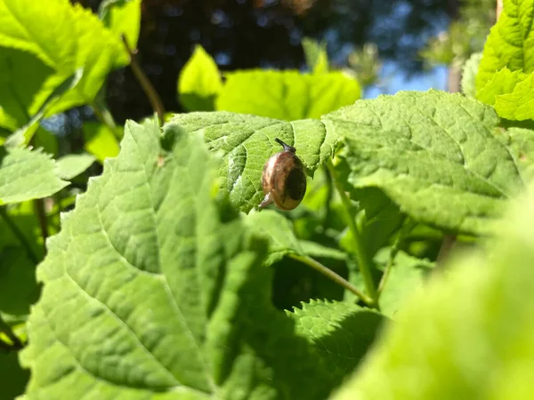 Kapalı Yeşil bitkiler güneşli bir günde 