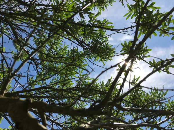 Verão Quente Natureza Entre Flores Ervas Fresco Abelhas Abelhas Sol Imagens De Bancos De Imagens