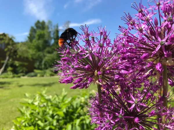 Langsames Winken Wind Der Blumen Einem Sommertag lizenzfreie Stockbilder