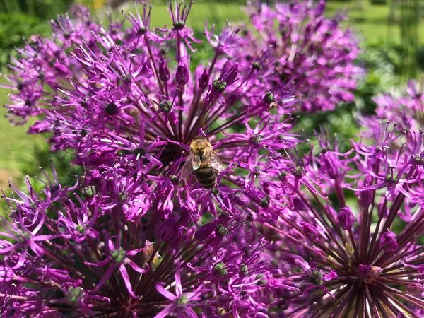 Vara Caldă Natură Printre Flori Ierburi Aer Proaspăt Bumblebees Albine Fotografie de stoc