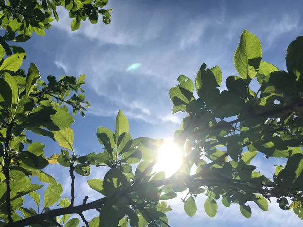 Heißer Sommer Der Natur Zwischen Blumen Und Kräutern Frische Luft Stockbild