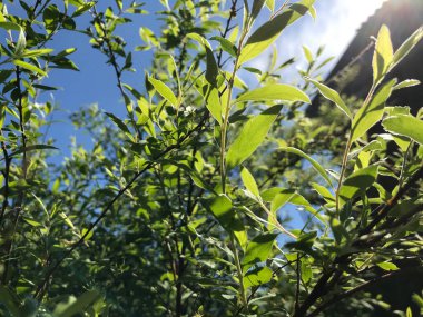Çiçekler ve bitkilerin arasında, doğada sıcak bir yaz. Temiz hava. Yaban arıları ve arılar. Güneş ve mavi bulutsuz gökyüzü
