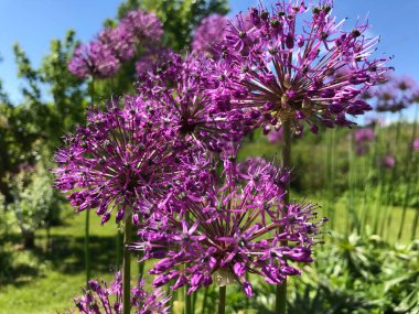 Çiçekler ve bitkilerin arasında, doğada sıcak bir yaz. Temiz hava. Yaban arıları ve arılar. Güneş ve mavi bulutsuz gökyüzü