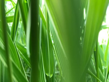 Kapalı Yeşil bitkiler güneşli bir günde 