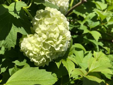 Kapalı Yeşil bitkiler güneşli bir günde 