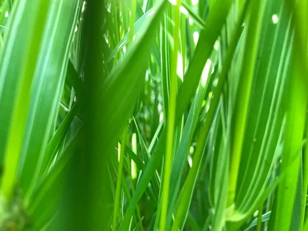 Closeup Green Plants Sunny Day — Stock Photo, Image
