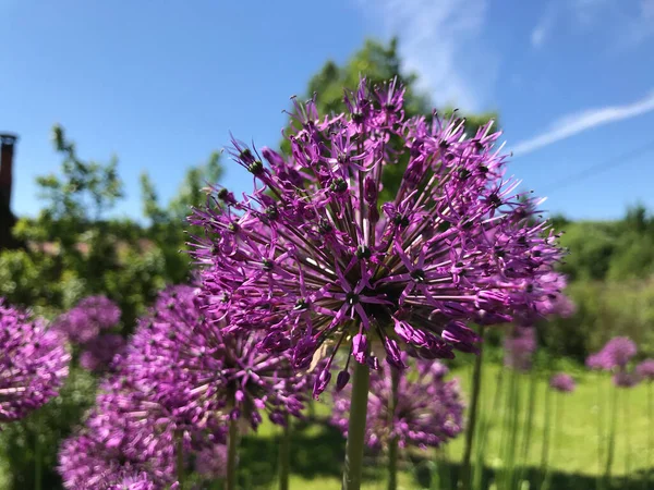 Çiçekler ve bitkilerin arasında, doğada sıcak bir yaz. Temiz hava. Yaban arıları ve arılar. Güneş ve mavi bulutsuz gökyüzü