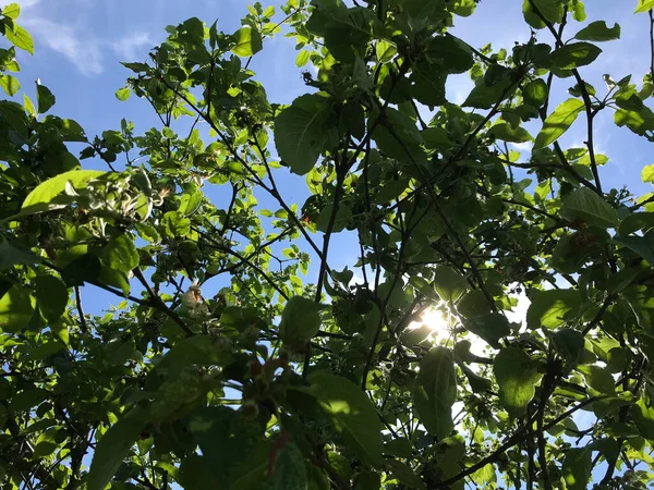 Çiçekler ve bitkilerin arasında, doğada sıcak bir yaz. Temiz hava. Yaban arıları ve arılar. Güneş ve mavi bulutsuz gökyüzü