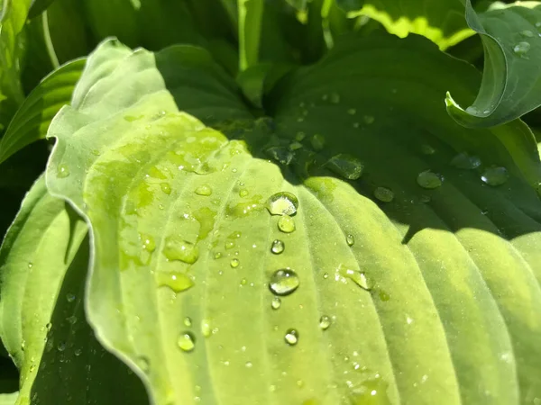 Kapalı Yeşil bitkiler güneşli bir günde 