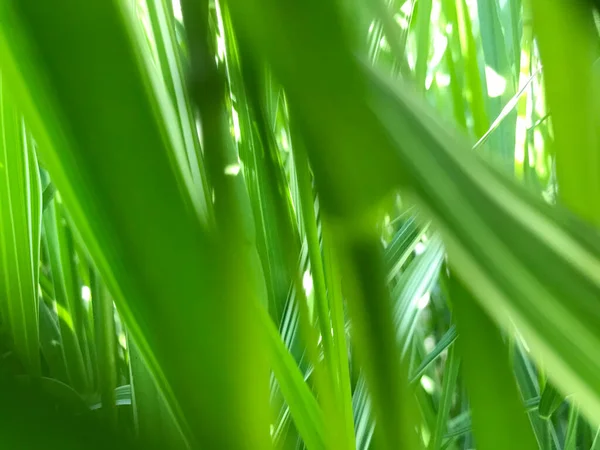 Kapalı Yeşil bitkiler güneşli bir günde 