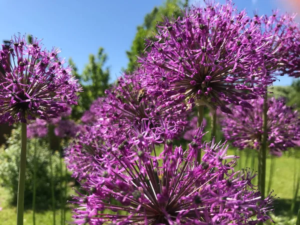 Çiçekler ve bitkilerin arasında, doğada sıcak bir yaz. Temiz hava. Yaban arıları ve arılar. Güneş ve mavi bulutsuz gökyüzü