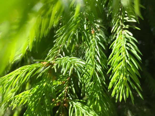 Close Groene Planten Zonnige Dag — Stockfoto