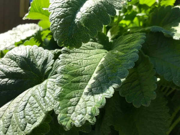 Kapalı Yeşil bitkiler güneşli bir günde 