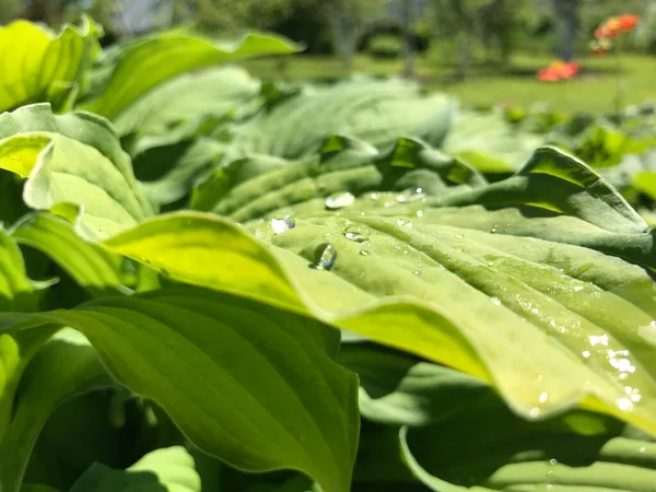 Kapalı Yeşil bitkiler güneşli bir günde 