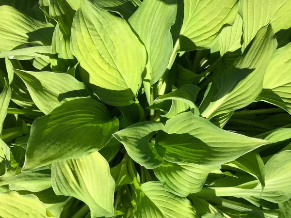 Çiçekler ve bitkilerin arasında, doğada sıcak bir yaz. Temiz hava. Yaban arıları ve arılar. Güneş ve mavi bulutsuz gökyüzü