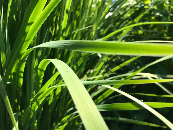 Kapalı Yeşil bitkiler güneşli bir günde 