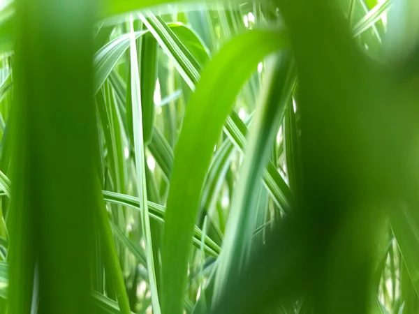 Kapalı Yeşil bitkiler güneşli bir günde 