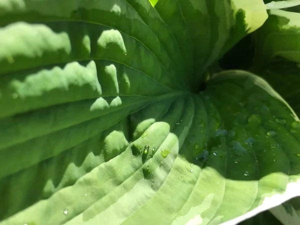 Kapalı Yeşil bitkiler güneşli bir günde 