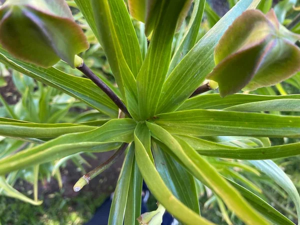 Kapalı Yeşil bitkiler güneşli bir günde 