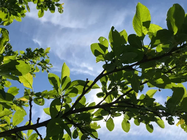 Été Chaud Dans Nature Parmi Les Fleurs Les Herbes Air — Photo