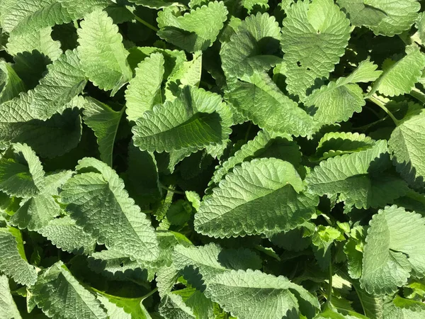 Çiçekler ve bitkilerin arasında, doğada sıcak bir yaz. Temiz hava. Yaban arıları ve arılar. Güneş ve mavi bulutsuz gökyüzü