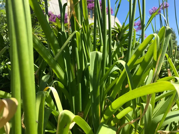 Çiçekler ve bitkilerin arasında, doğada sıcak bir yaz. Temiz hava. Yaban arıları ve arılar. Güneş ve mavi bulutsuz gökyüzü