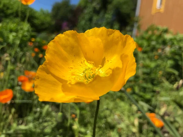 Bir yaz gününde, çiçeklerin rüzgarında yavaşça dalgalanıyor..