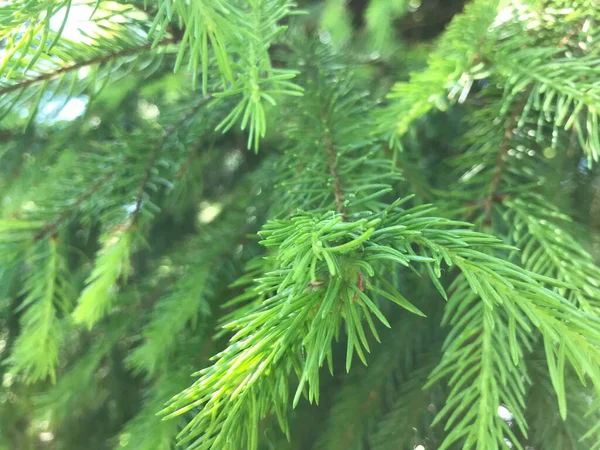 Kapalı Yeşil bitkiler güneşli bir günde 