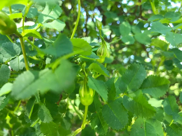 Kapalı Yeşil bitkiler güneşli bir günde 