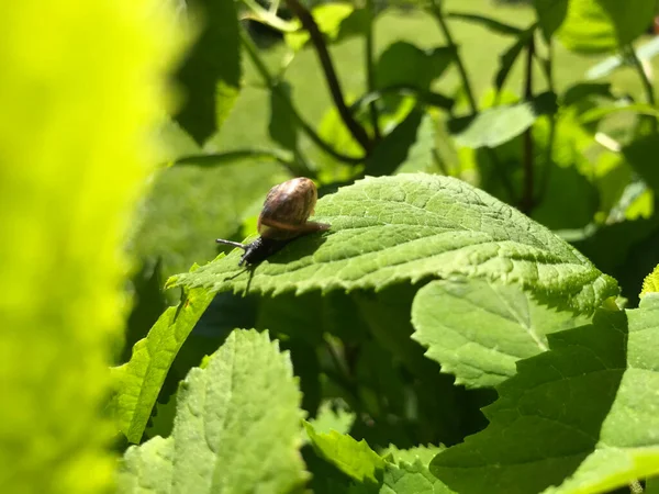 Kapalı Yeşil bitkiler güneşli bir günde 