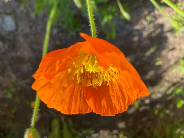 Güneşli bir günde sarı çiçek 