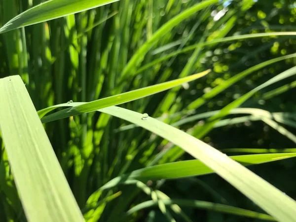 Kapalı Yeşil bitkiler güneşli bir günde 