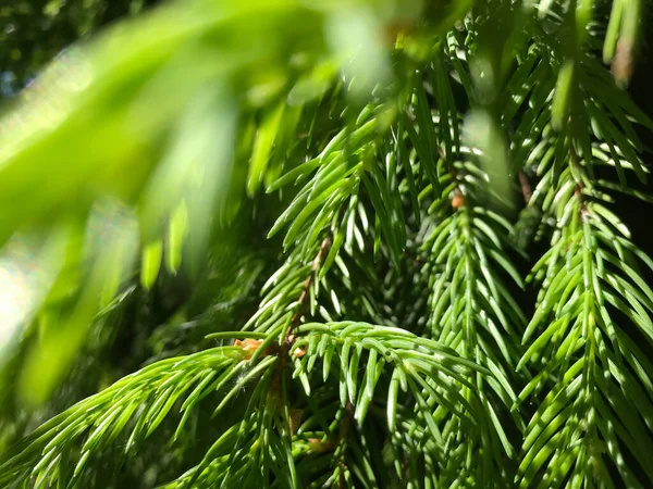 Kapalı Yeşil bitkiler güneşli bir günde 