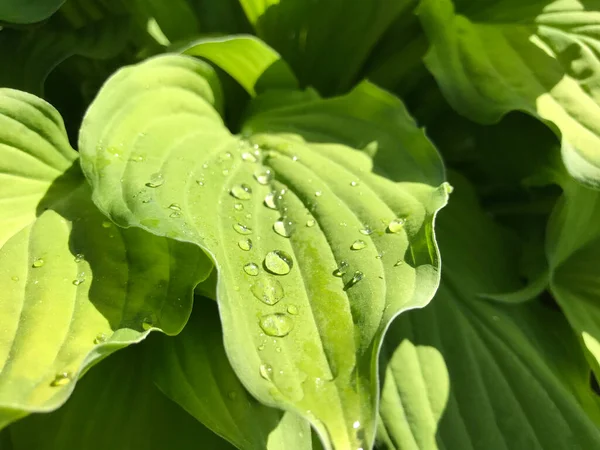 Kapalı Yeşil bitkiler güneşli bir günde 