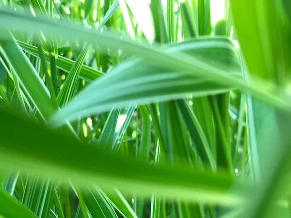 Nahaufnahme Grüne Pflanzen Sonnigen Tagen — Stockfoto