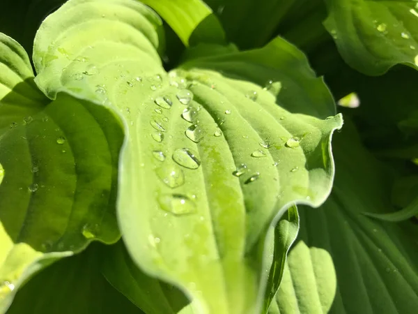 Kapalı Yeşil bitkiler güneşli bir günde 
