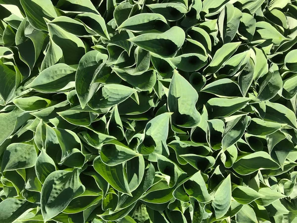 Çiçekler ve bitkilerin arasında, doğada sıcak bir yaz. Temiz hava. Yaban arıları ve arılar. Güneş ve mavi bulutsuz gökyüzü