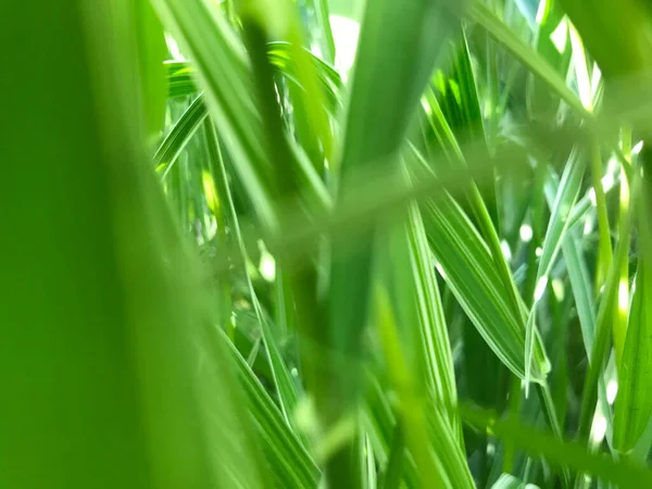 Kapalı Yeşil bitkiler güneşli bir günde 