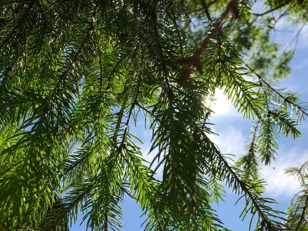 Kapalı Yeşil bitkiler güneşli bir günde 