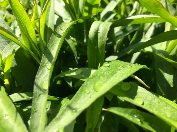 Kapalı Yeşil bitkiler güneşli bir günde 