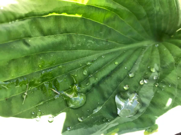 Kapalı Yeşil bitkiler güneşli bir günde 