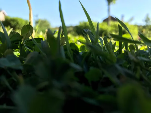 Kapalı Yeşil bitkiler güneşli bir günde 